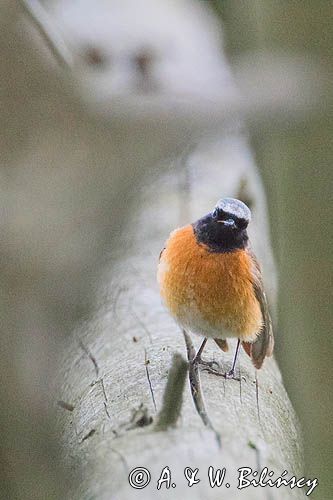 Pleszka zwyczajna, pleszka, Phoenicurus phoenicurus