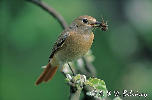 pleszka samica, Phoenicurus phoenicurus