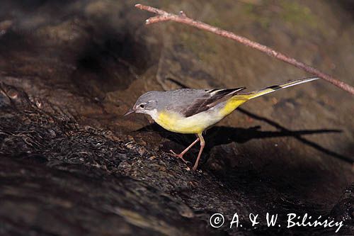 Pliszka górska, Motacilla cinerea