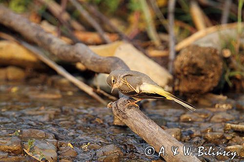 Pliszka górska, Motacilla cinerea