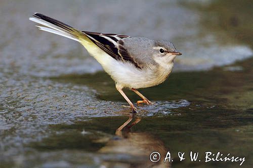 Pliszka górska, Motacilla cinerea