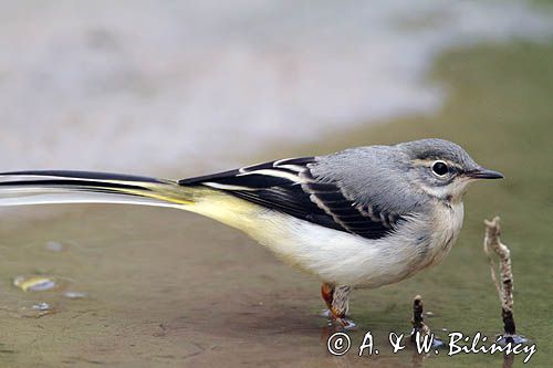 Pliszka górska, Motacilla cinerea