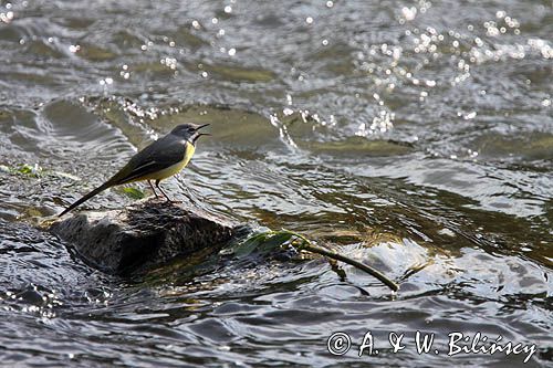 Pliszka górska, Motacilla cinerea