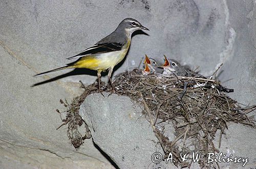 pliszka górska Motacilla cinerea