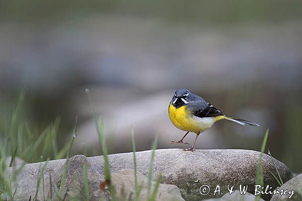 Pliszka górska, Motacilla cinerea