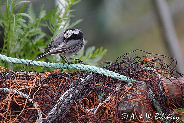 Pliszka siwa, Motacilla alba