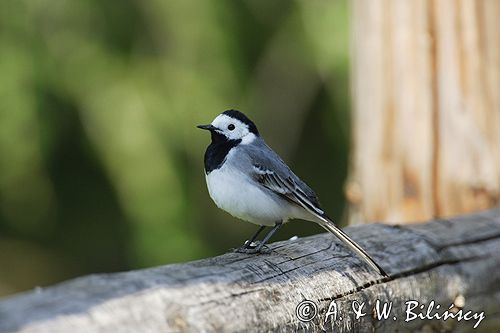 pliszka siwa, Motacilla alba