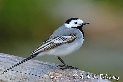 pliszka siwa Motacilla alba