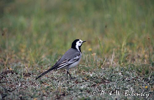 pliszka siwa Motacilla alba