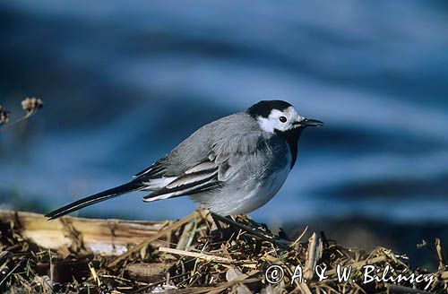 pliszka siwa Motacilla alba