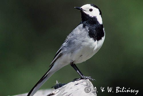 pliszka siwa Motacilla alba