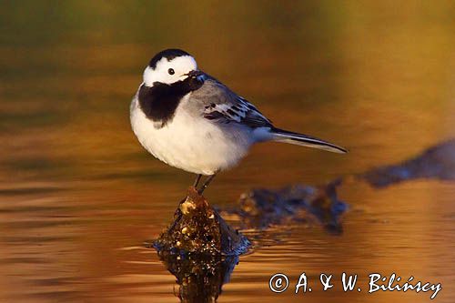 pliszka siwa Motacilla alba