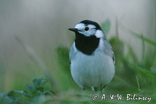 pliszka siwa Motacilla alba