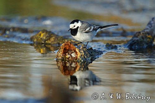 pliszka siwa Motacilla alba