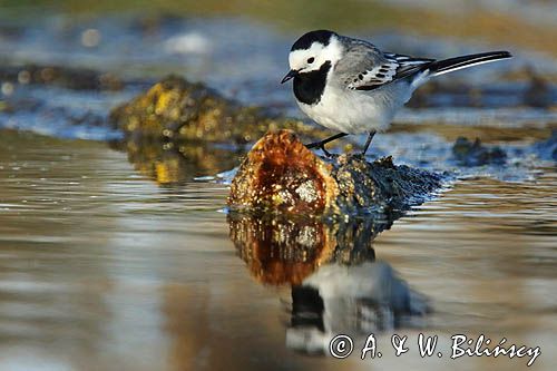 pliszka siwa Motacilla alba