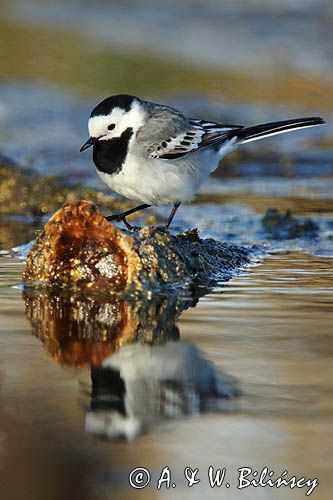 pliszka siwa Motacilla alba