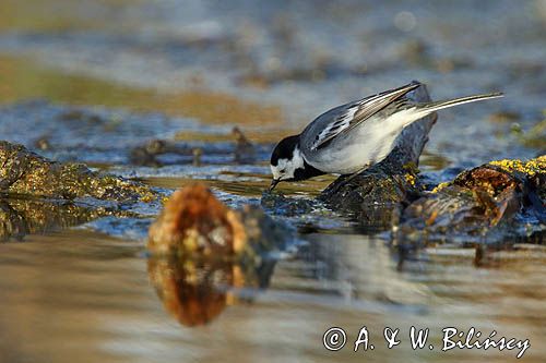 pliszka siwa Motacilla alba