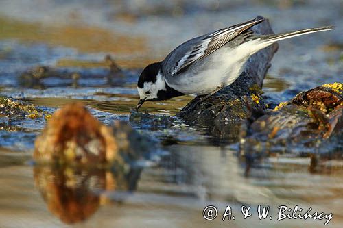 pliszka siwa Motacilla alba