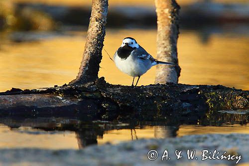 pliszka siwa Motacilla alba