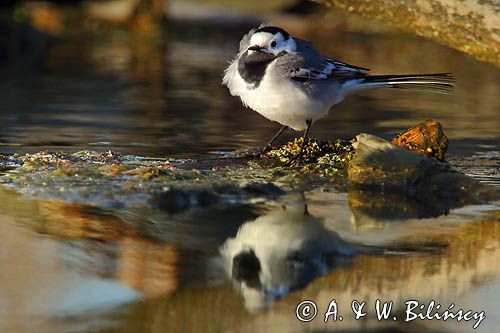 pliszka siwa Motacilla alba