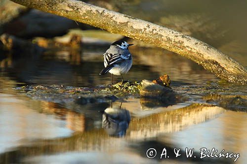 pliszka siwa Motacilla alba