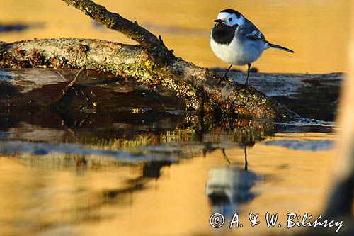 pliszka siwa Motacilla alba