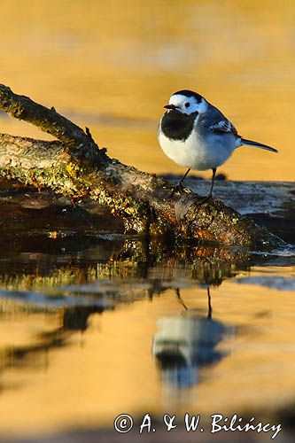 pliszka siwa Motacilla alba