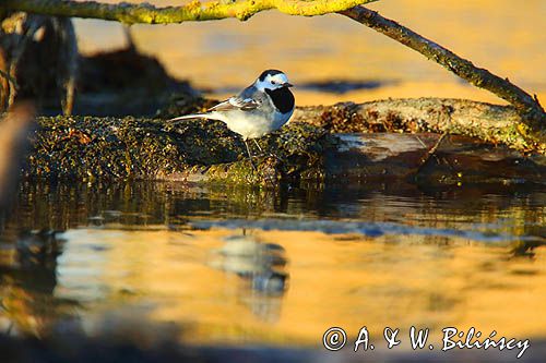 pliszka siwa Motacilla alba