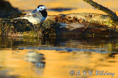 pliszka siwa Motacilla alba