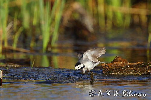 pliszka siwa Motacilla alba