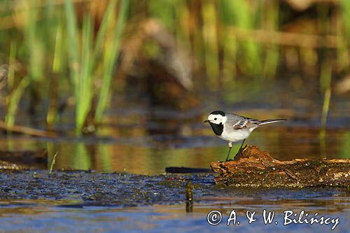 pliszka siwa Motacilla alba