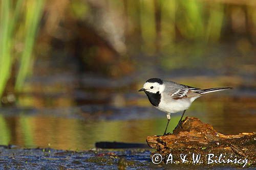 pliszka siwa Motacilla alba