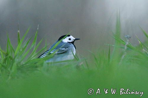 pliszka siwa Motacilla alba