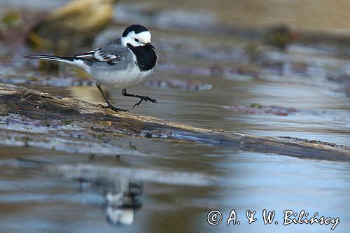 pliszka siwa Motacilla alba