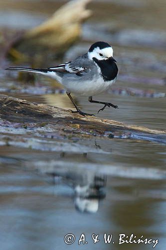 pliszka siwa Motacilla alba