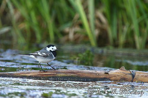 pliszka siwa Motacilla alba