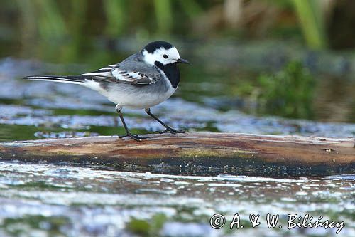 pliszka siwa Motacilla alba