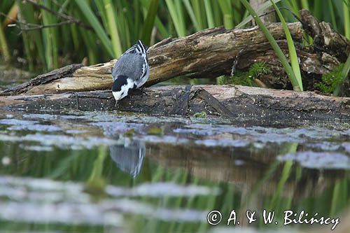 pliszka siwa Motacilla alba