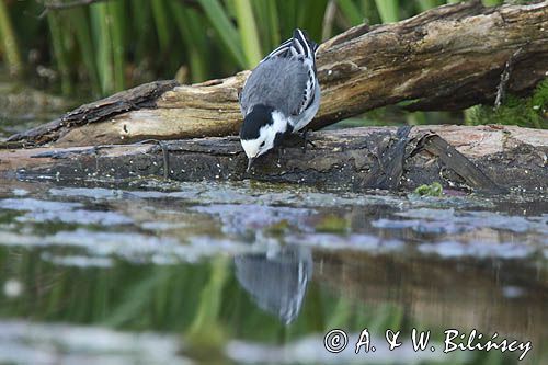 pliszka siwa Motacilla alba