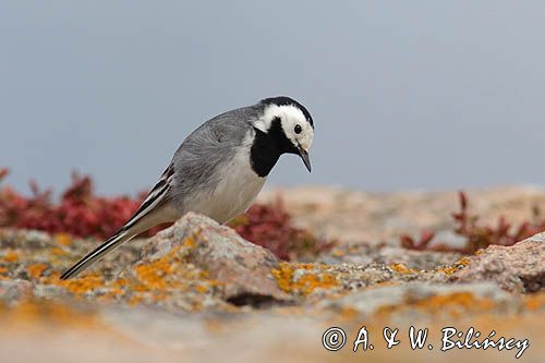 Pliszka siwa, Motacilla alba