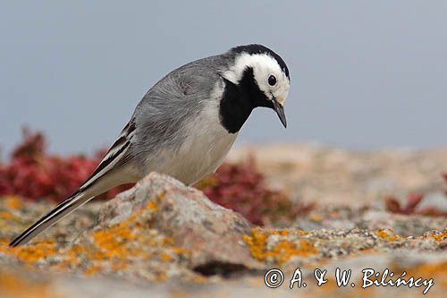 Pliszka siwa, Motacilla alba