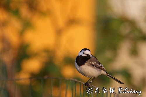 Pliszka siwa, Motacilla alba