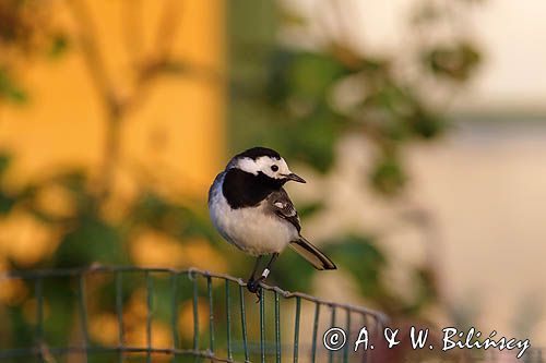 Pliszka siwa, Motacilla alba