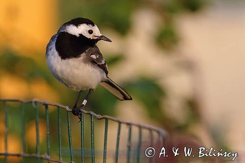 Pliszka siwa, Motacilla alba