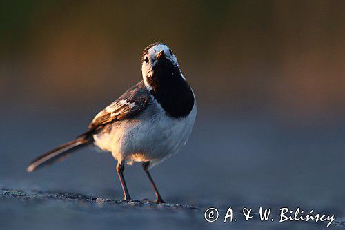 pliszka siwa Motacilla alba