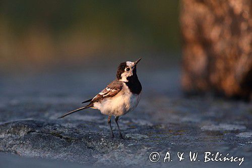 pliszka siwa Motacilla alba