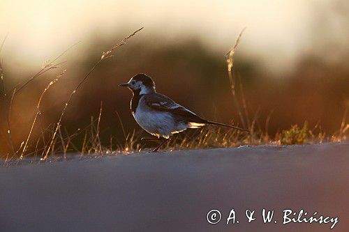 pliszka siwa Motacilla alba