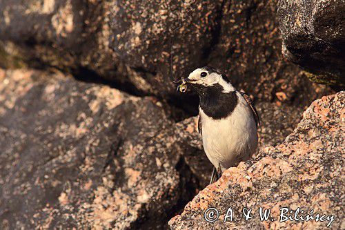 pliszka siwa Motacilla alba