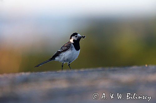 pliszka siwa Motacilla alba