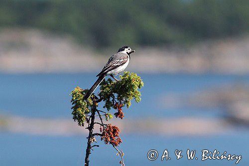 pliszka siwa Motacilla alba